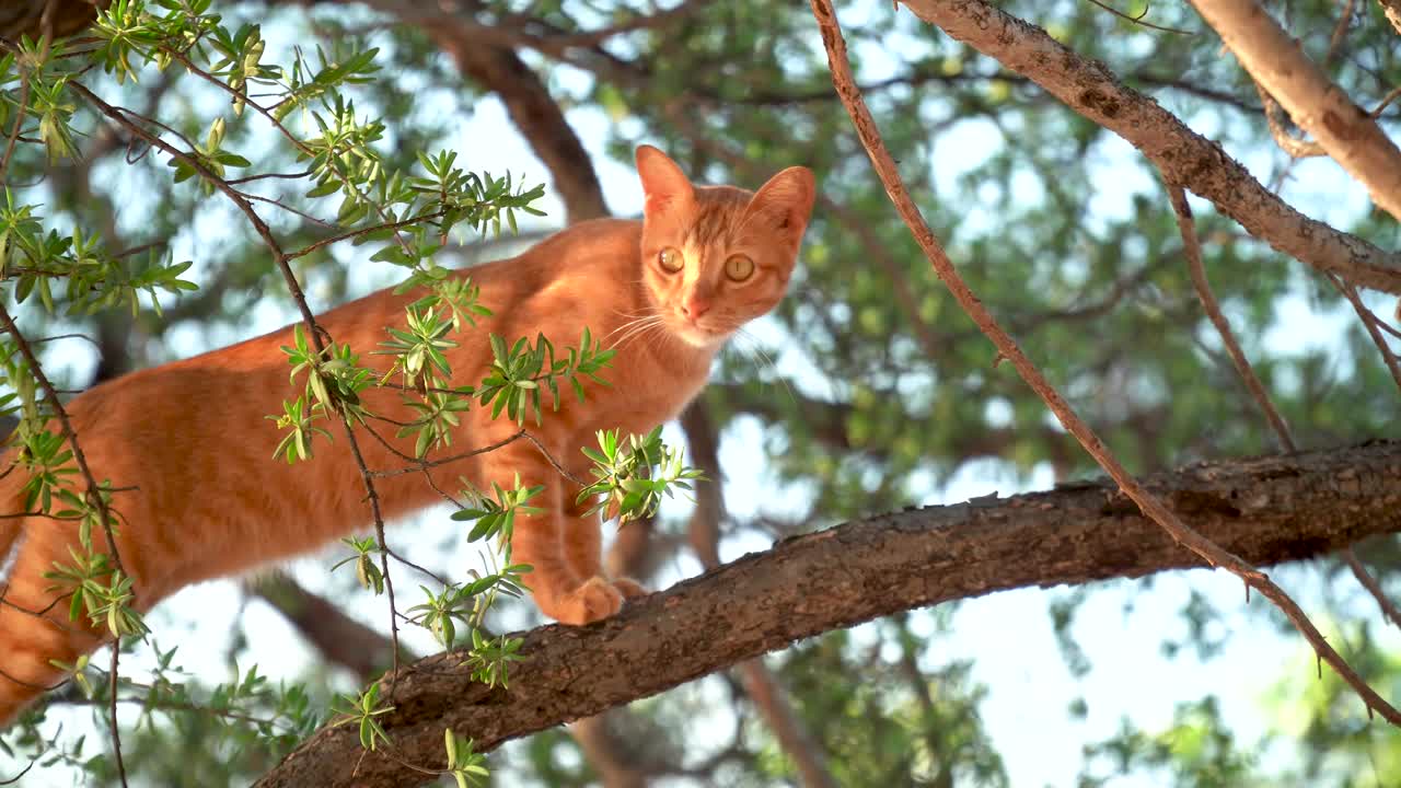 猫在爬树视频素材