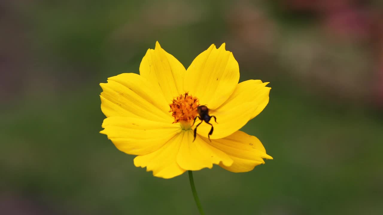 春天单雏菊花和蜜蜂。视频素材