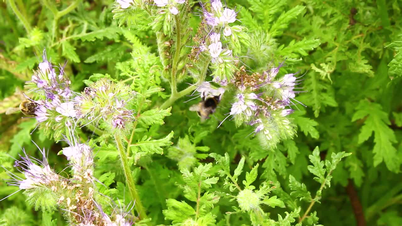 蜜蜂采集花蜜并为花朵授粉。视频素材