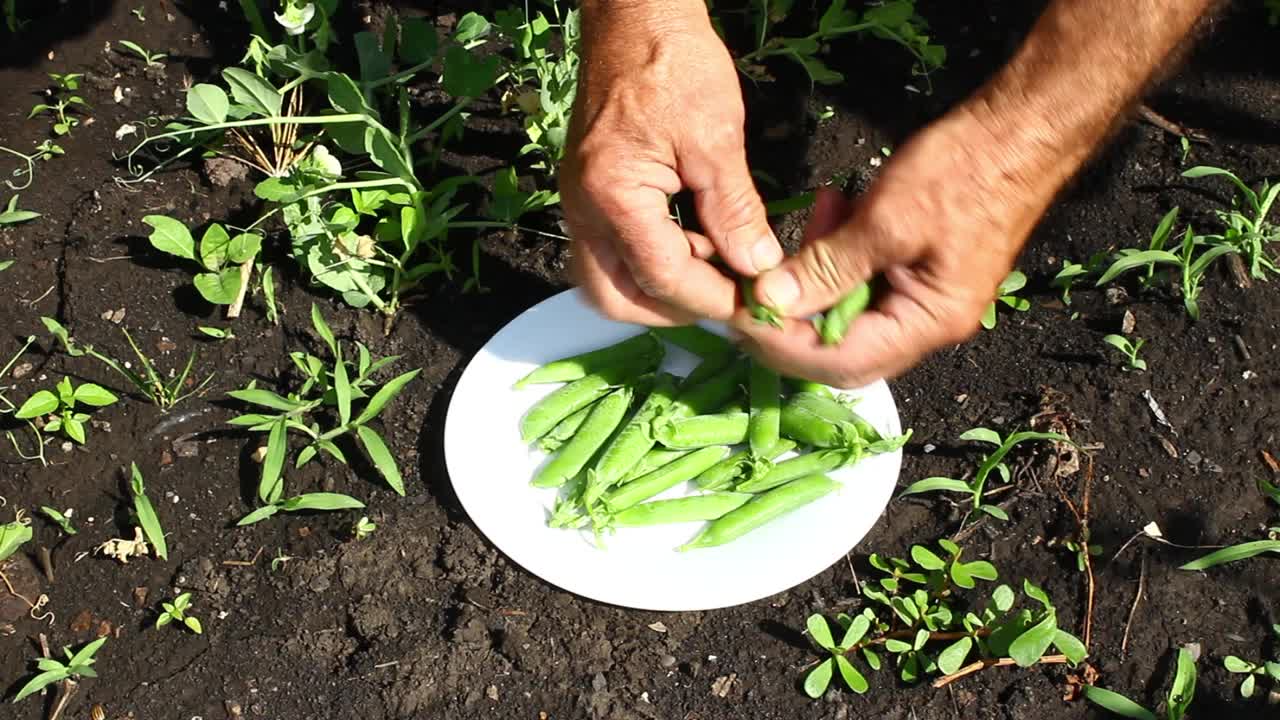 一个人收割绿色的豌豆荚。成熟的豌豆。盘子里种了一种新的豌豆。视频素材