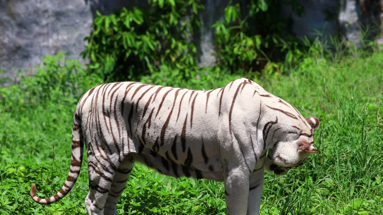 野生成年孟加拉虎的自然栖息地。视频素材