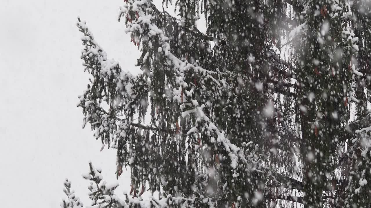 冬天，大雪落在一棵被雪覆盖的冷杉树上视频素材