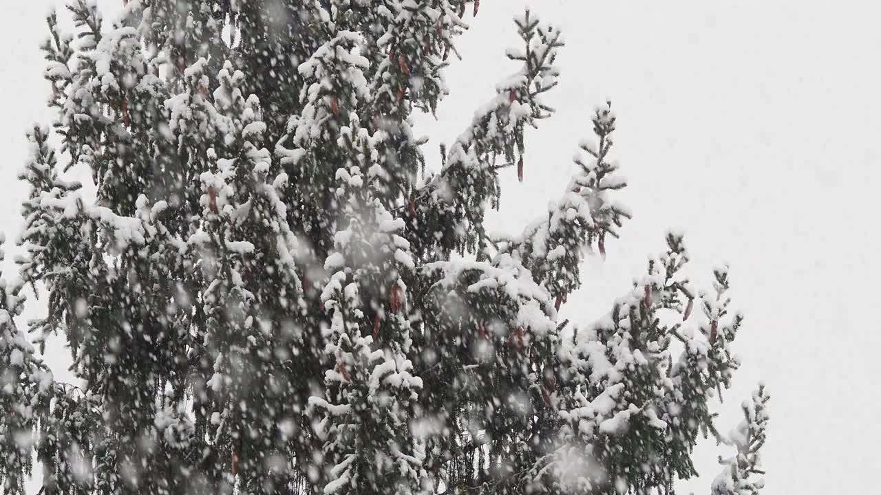 冬天，大雪落在一棵被雪覆盖的冷杉树上视频素材