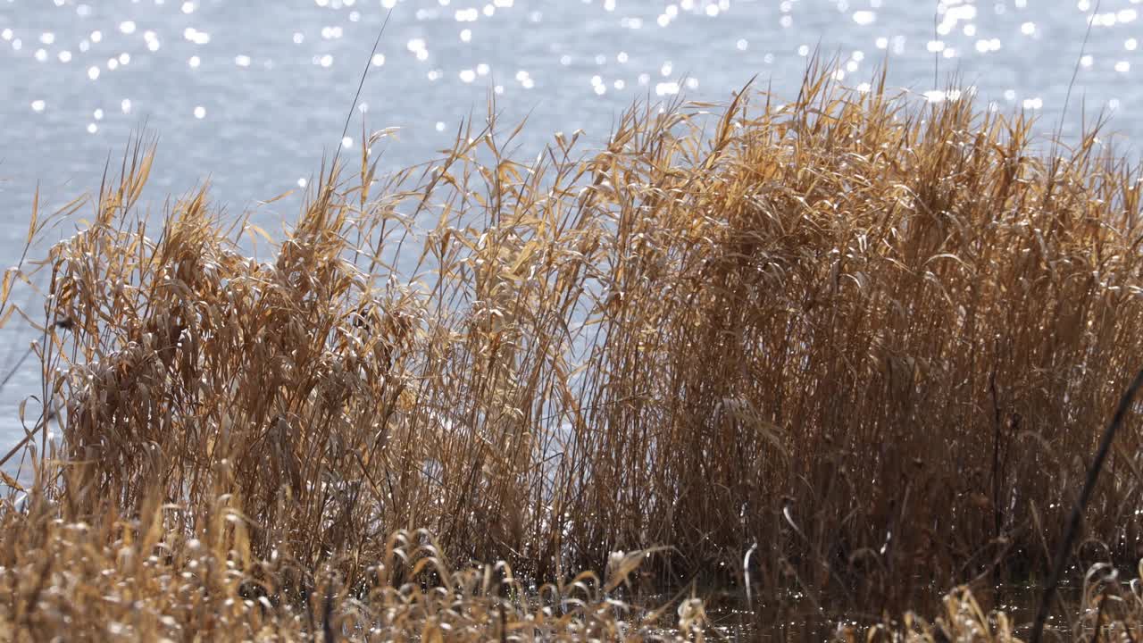 芦苇中的天鹅视频素材