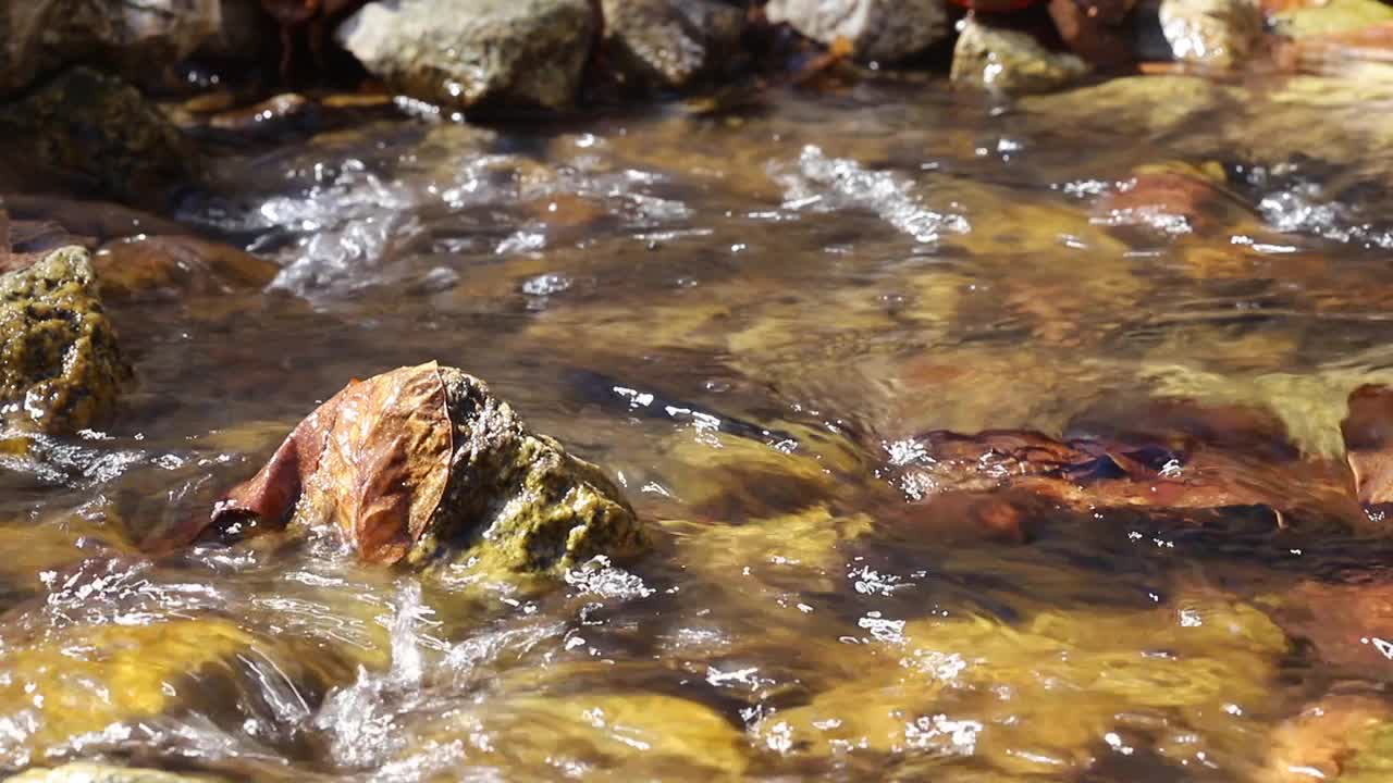 春天潮湿的石头视频素材