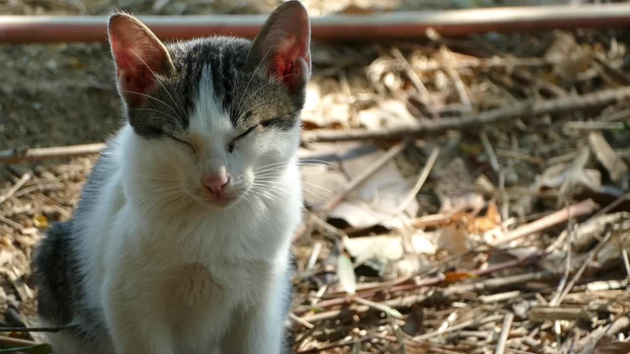 猫在打盹，抬头看视频素材