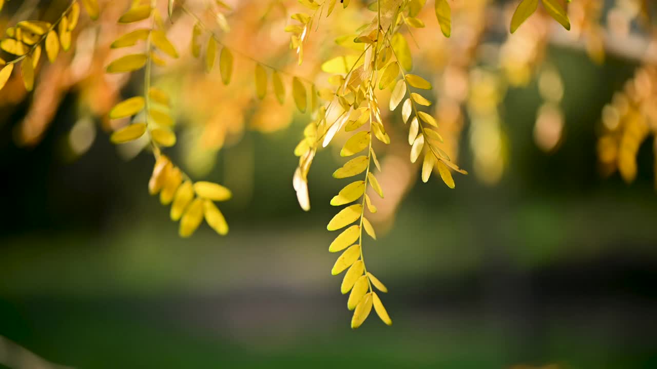 秋叶库存视频视频素材