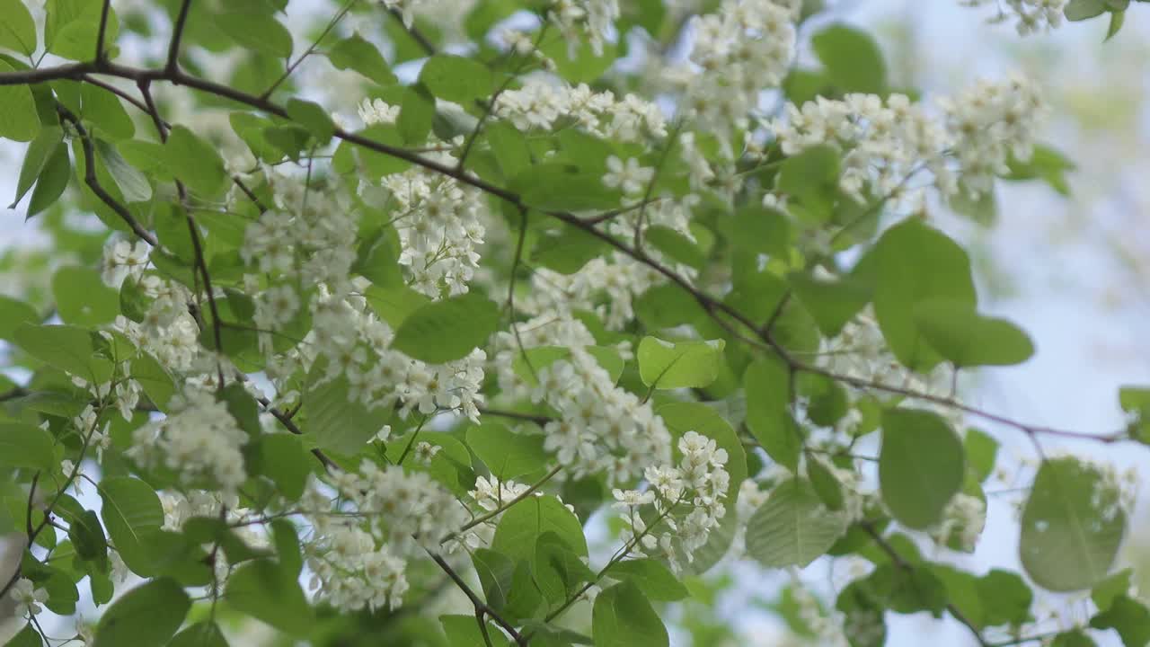 在阳光明媚的春日里，一束白色的花和绿色的叶子盛开的鸟樱花树视频素材