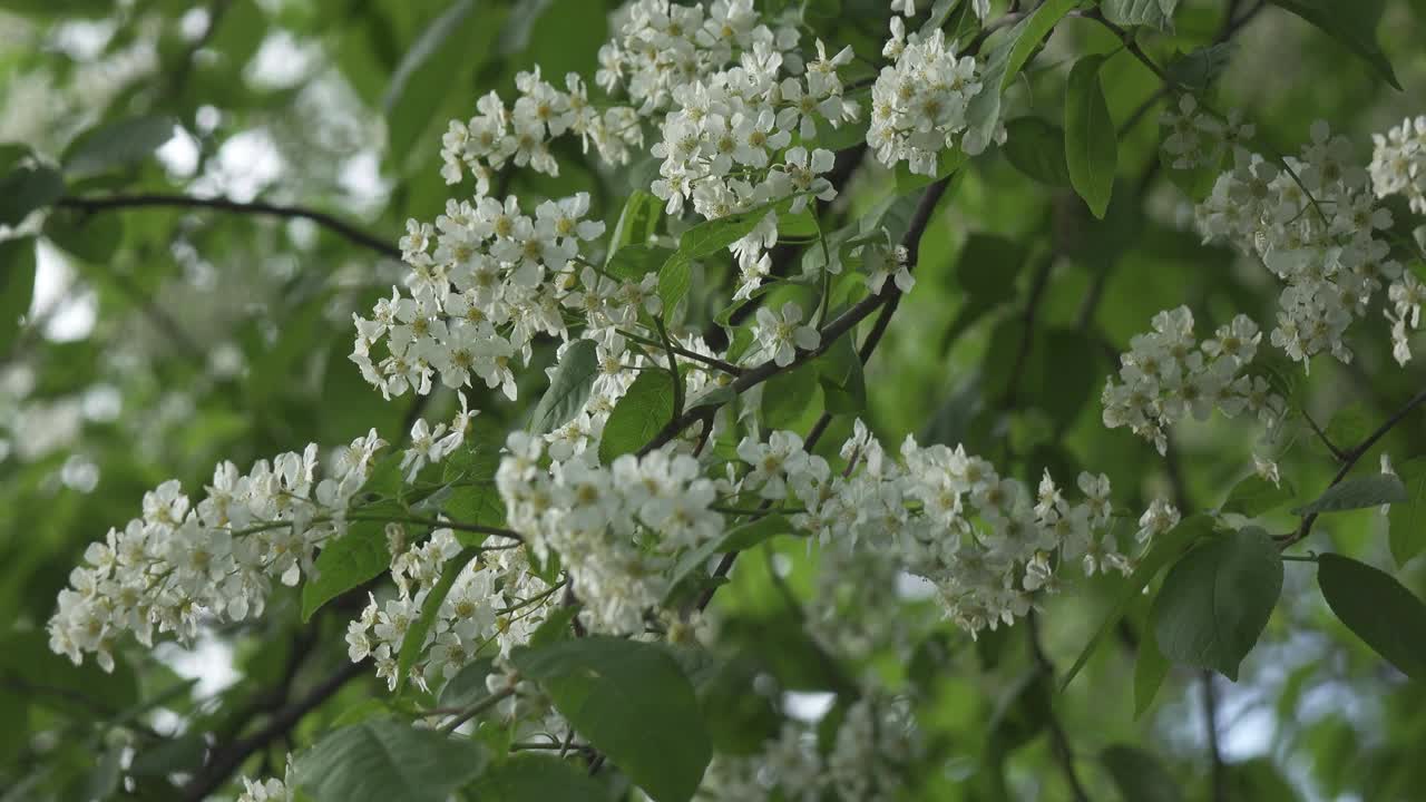 在阳光明媚的春日里，一束白色的花和绿色的叶子盛开的鸟樱花树视频素材