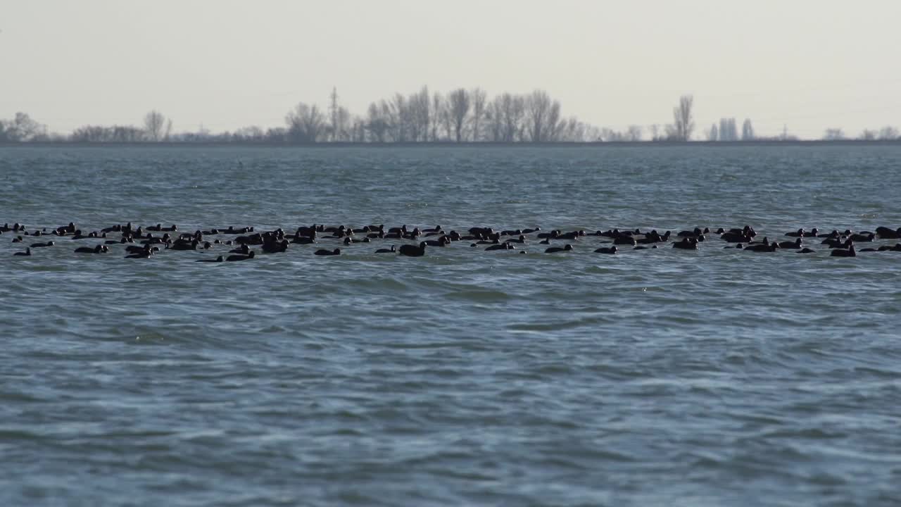 许多Fulica atra漂浮在水上视频下载