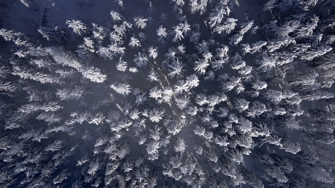 头顶上的雪林与松树视频素材