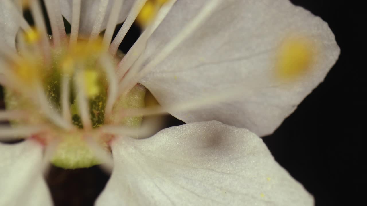 超宏花视频素材