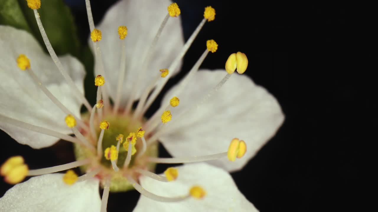 超宏花视频素材