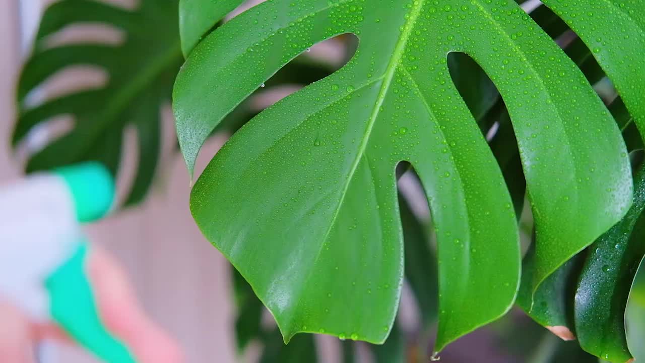 家居植物护理理念。女性手拿喷瓶洒在怪物植物上。视频素材