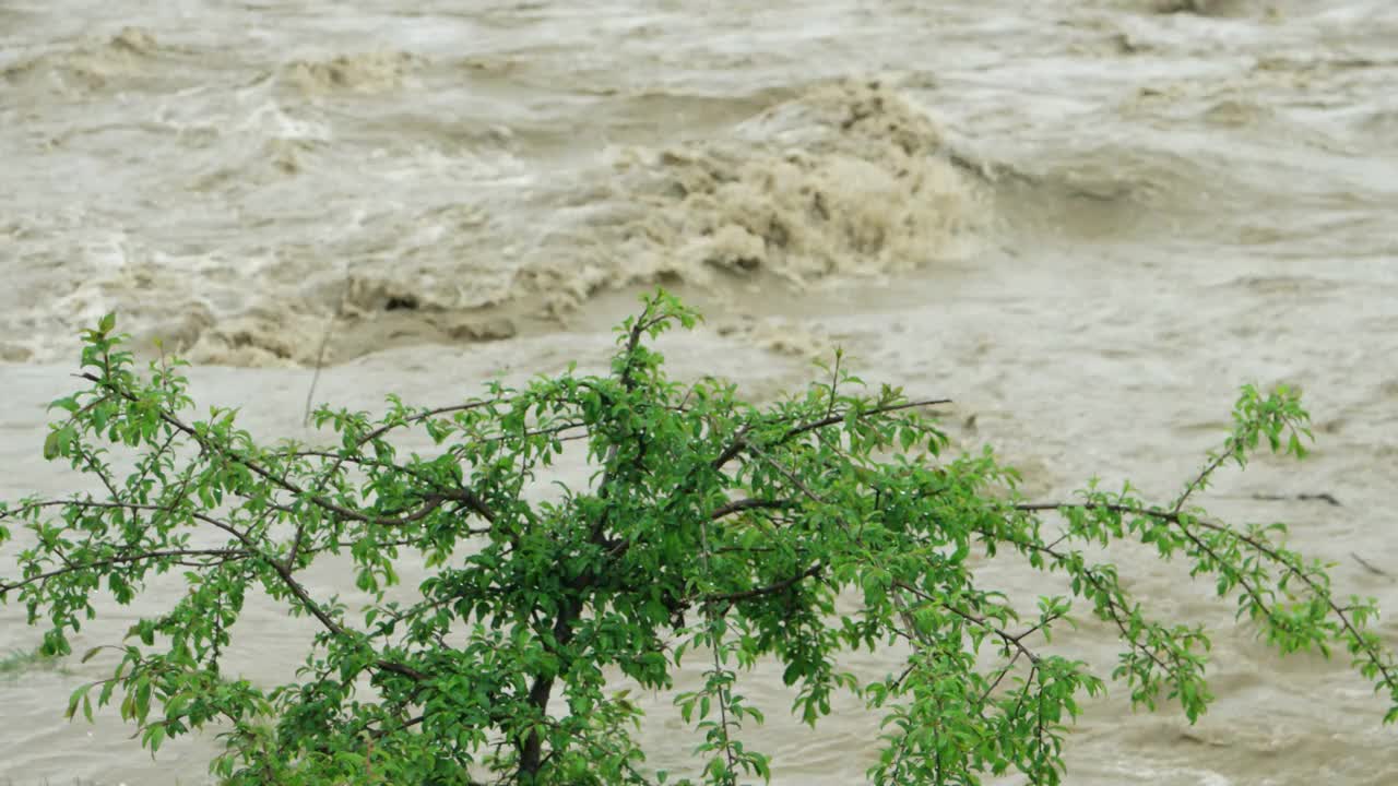 春雨过后，树在河中奔流。乌克兰,喀尔巴阡山视频素材