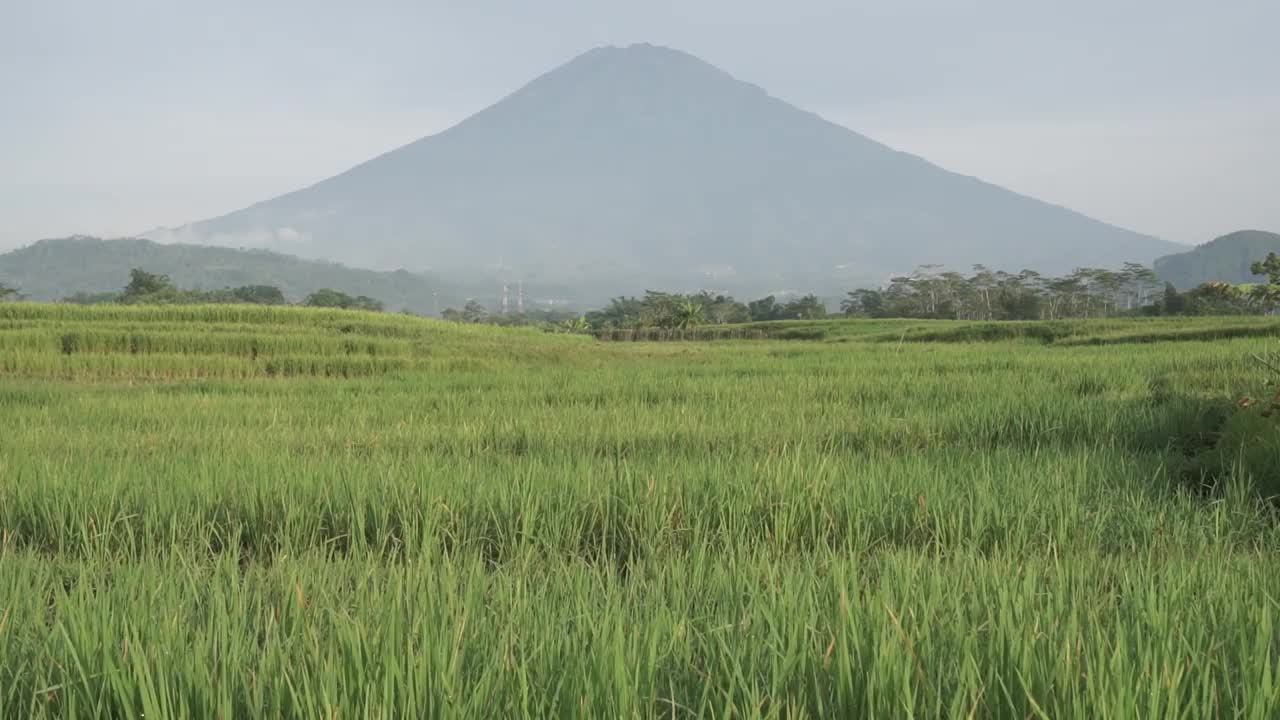 sumbing山和稻田前景视频素材