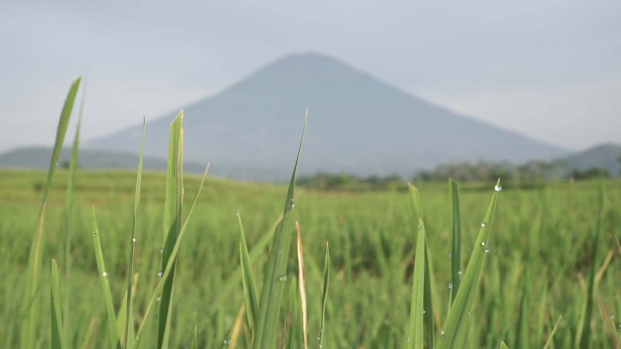 以Sumbing山为背景的水田植物叶片视频素材