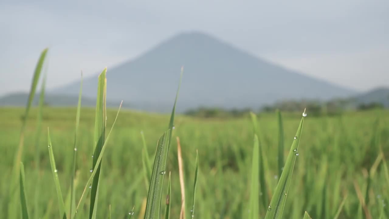 以松冰山为背景的稻田景观视频素材