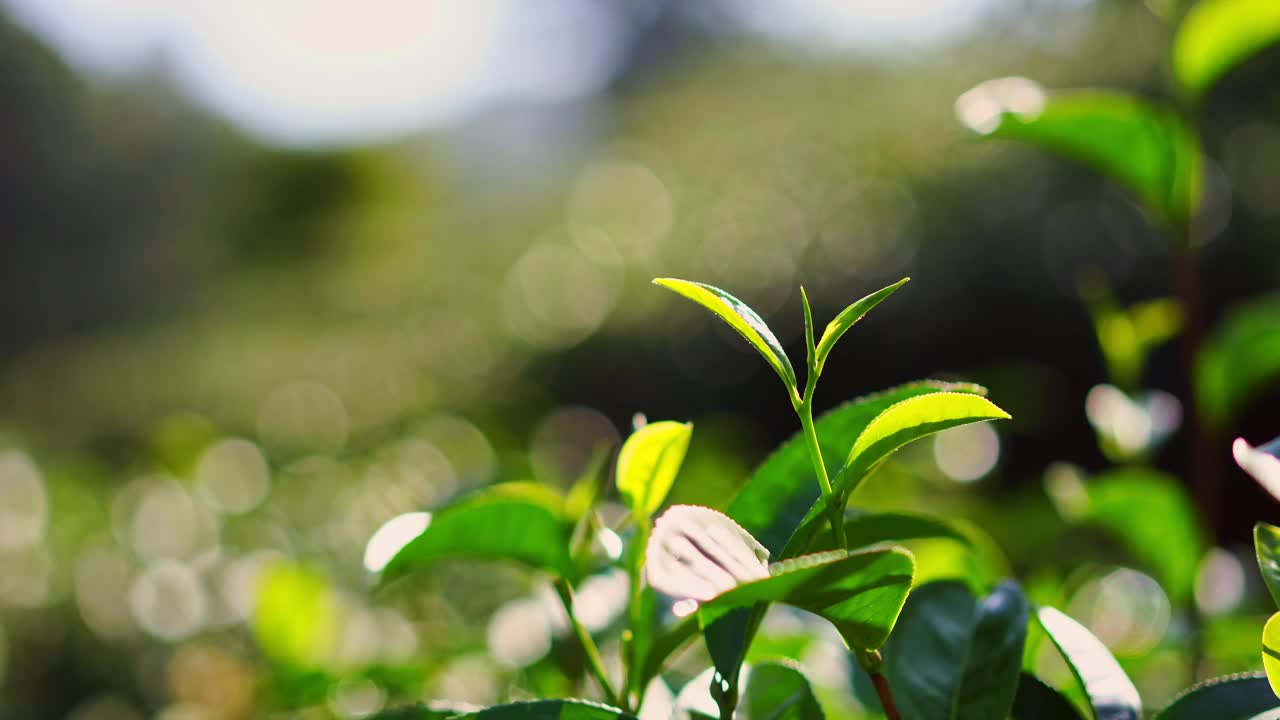 清晨绿茶嫩芽和嫩叶，茶园视频素材