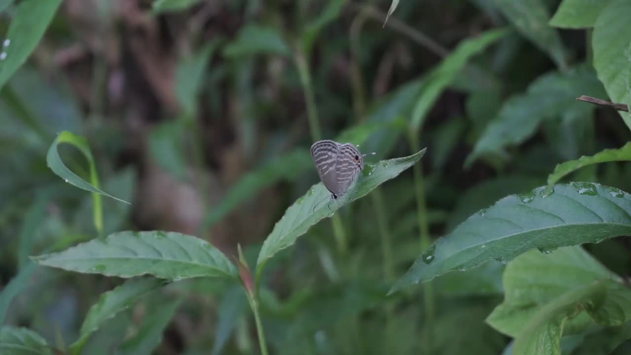 一只蝴蝶视频素材