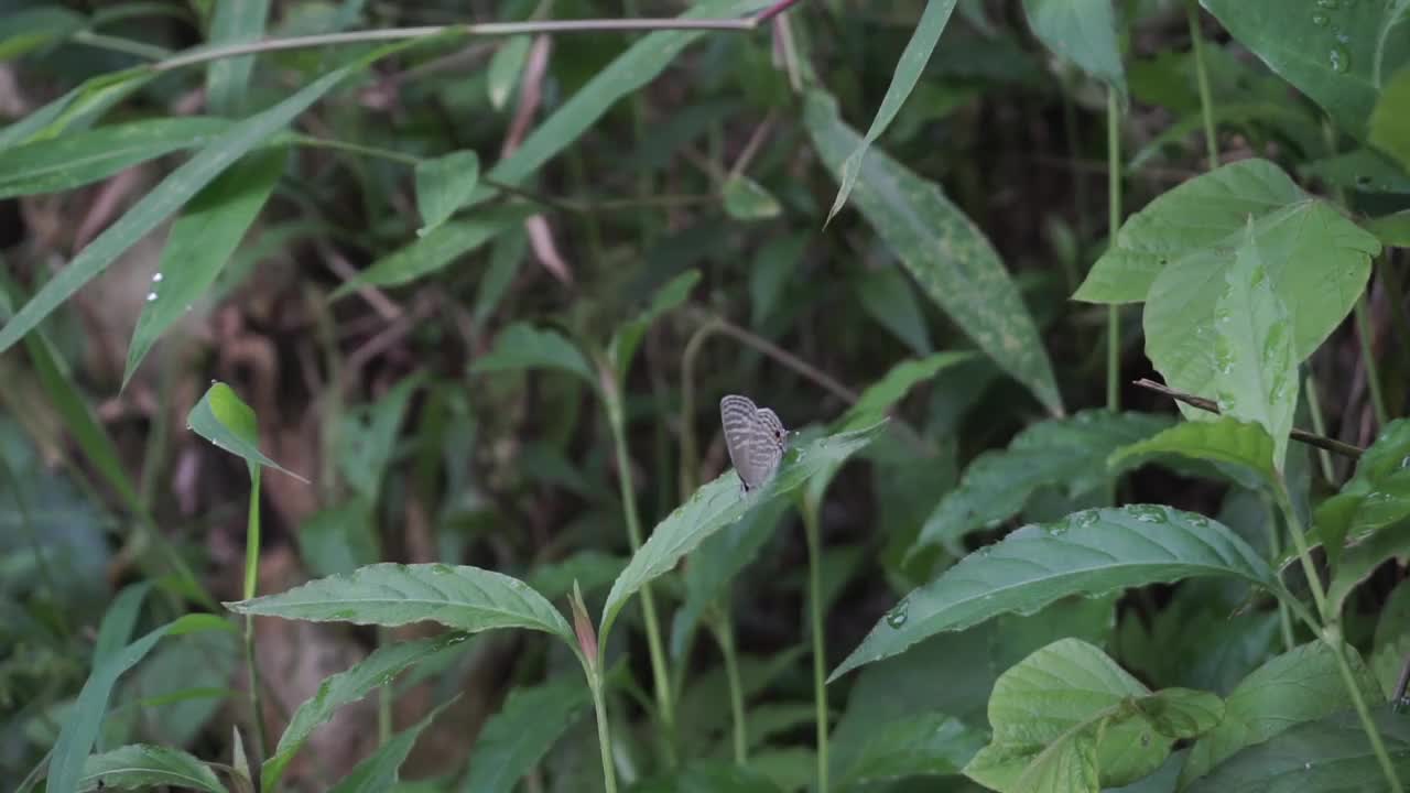 一只蝴蝶视频素材