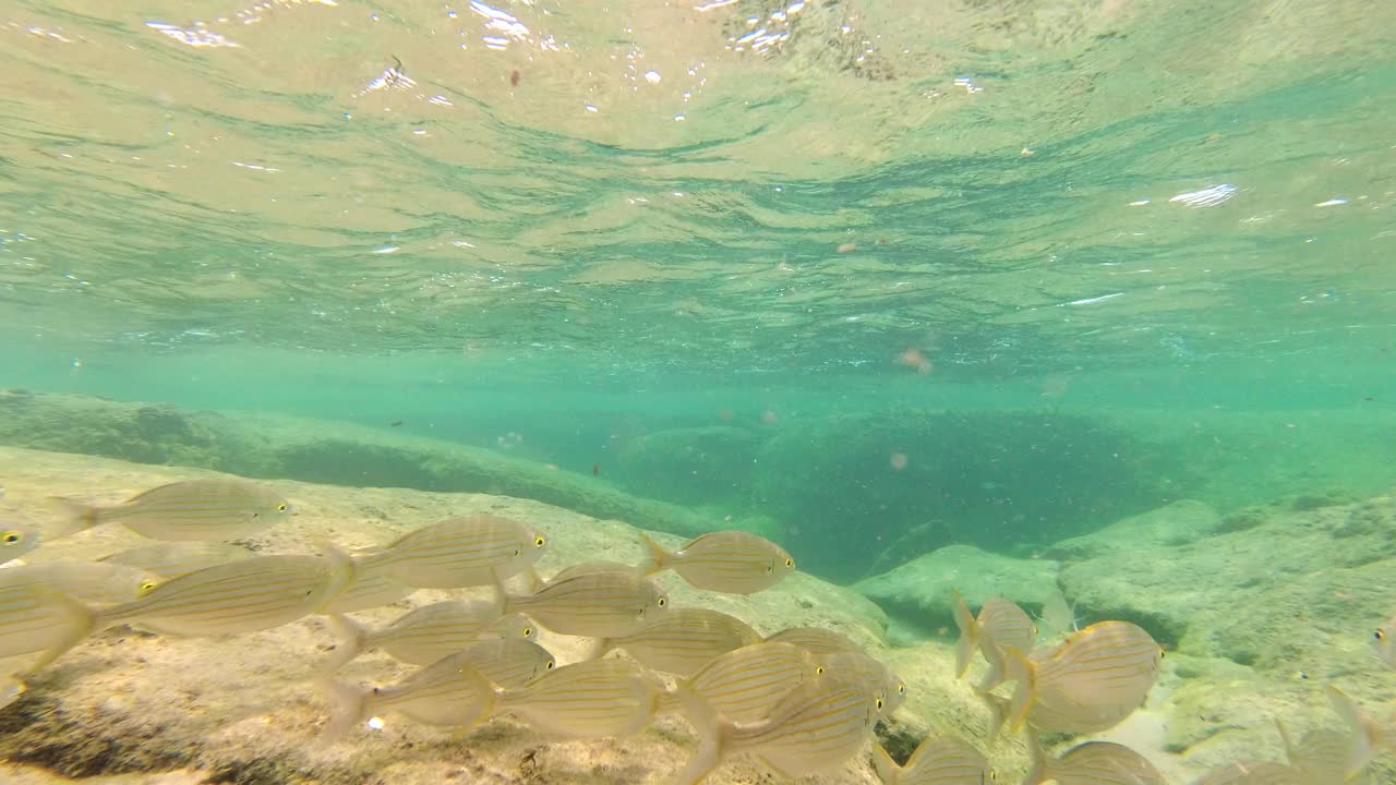 鱼群游过浅水视频素材