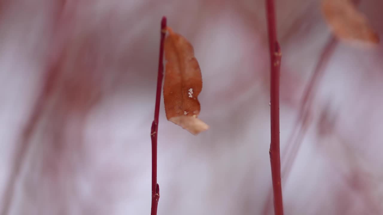 植物茎上的枯叶超浅聚焦视频素材