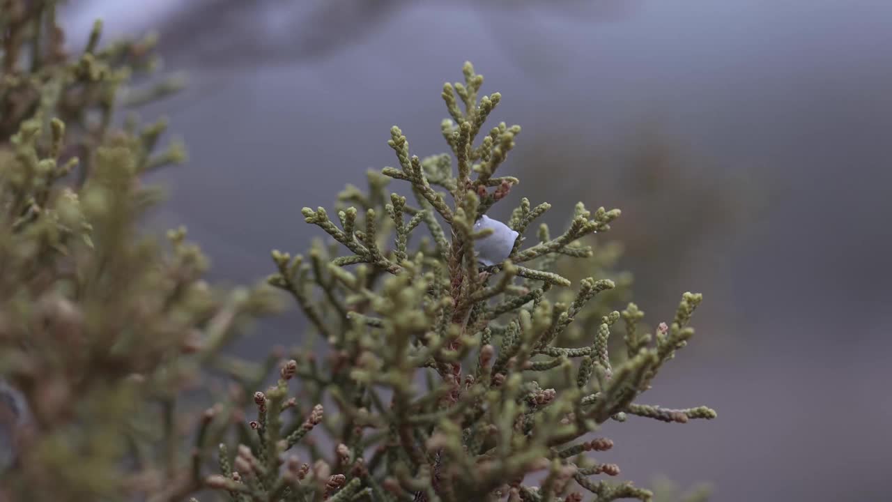 《暴风雪》中的Lone Juniper Berry视频素材