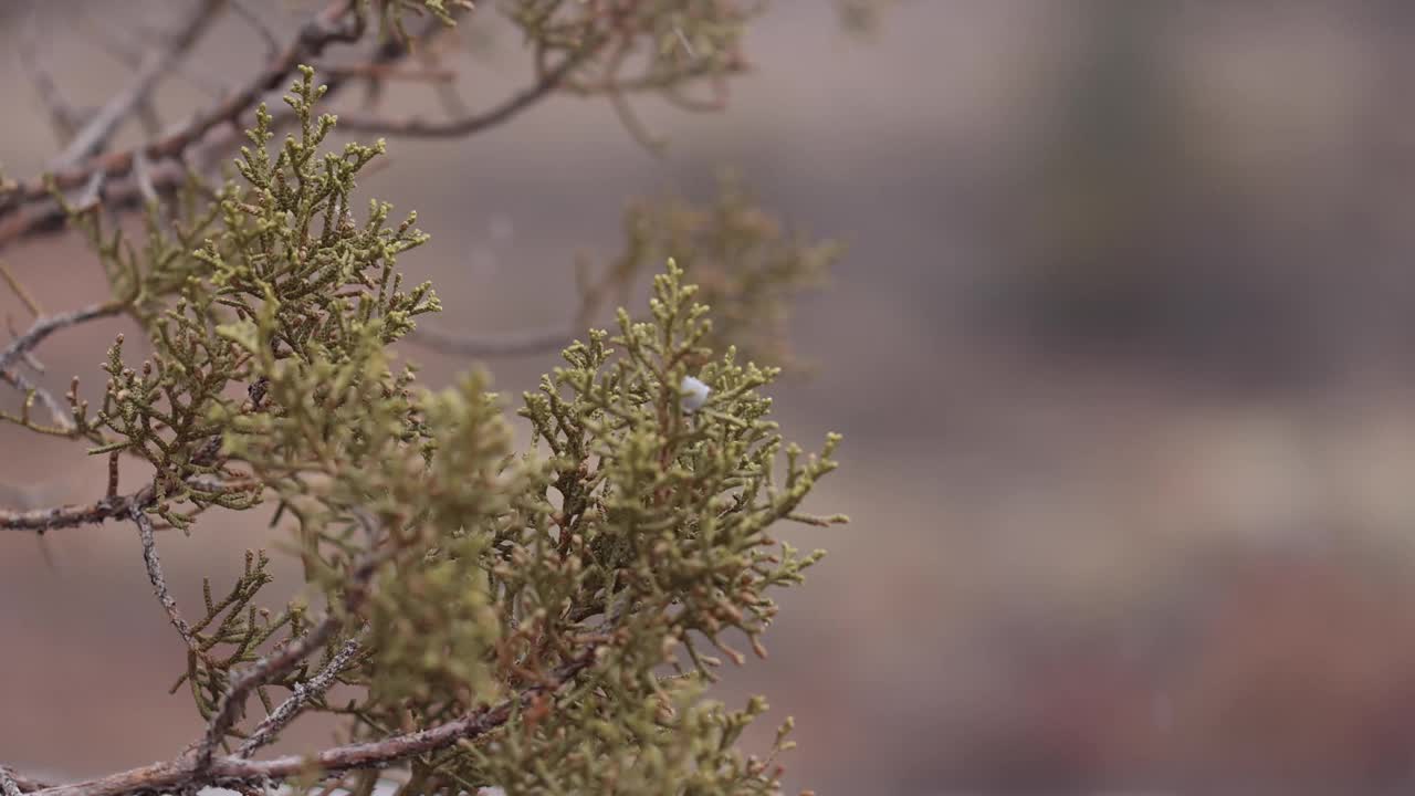 近距离和浅焦点杜松枝在雪视频素材