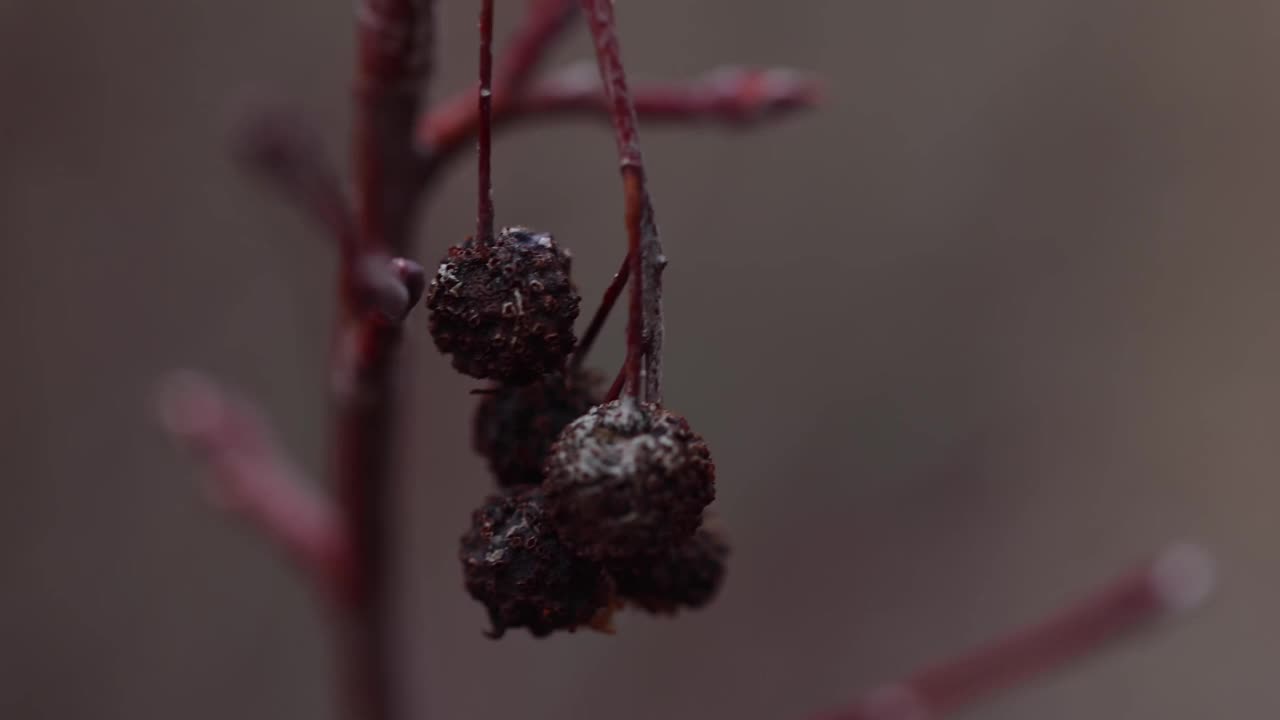 超级近距离观察干燥的浆果在一个灌木在冬天视频素材