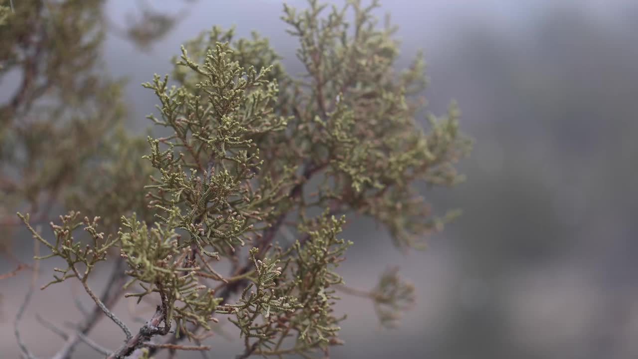 雪灾中的杜松枝浅聚焦视频素材