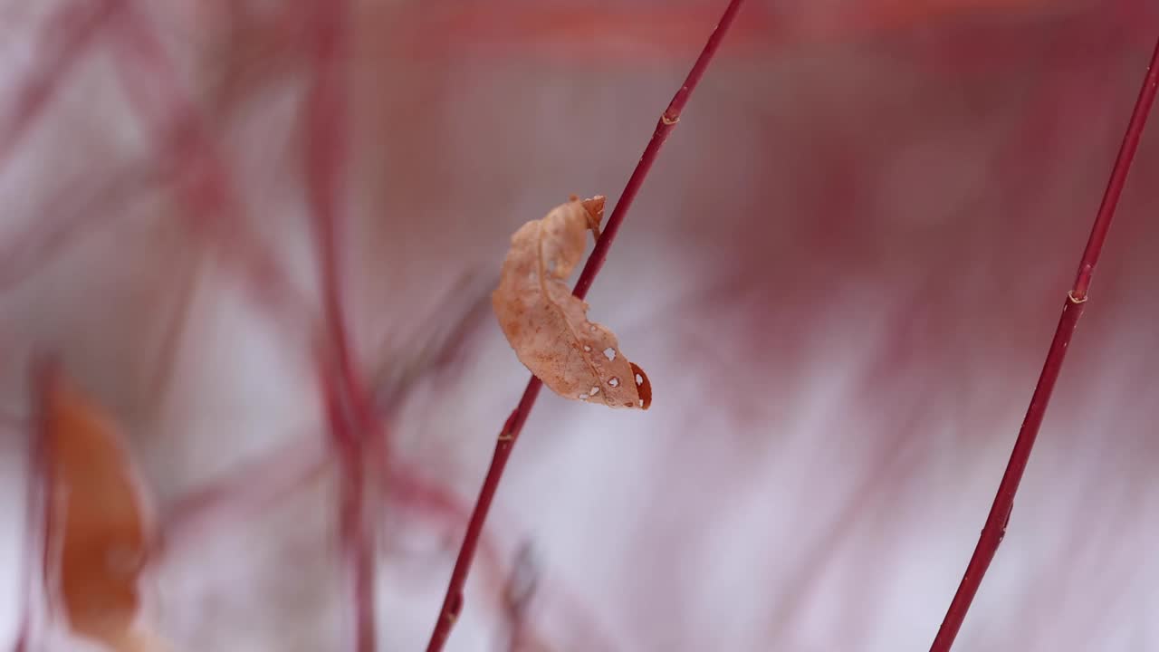 近距离观察灌木丛中的枯叶视频素材