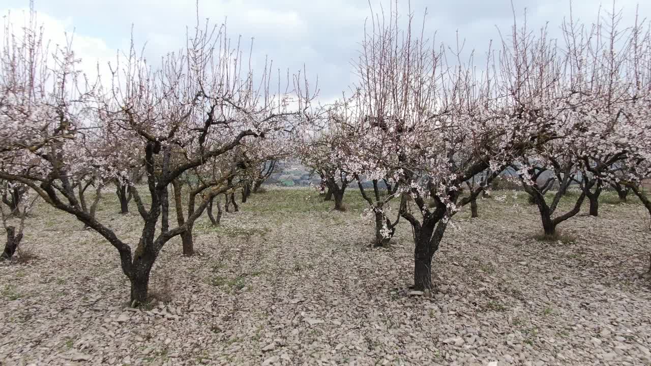 缓慢的无人机在杏树开花视频素材