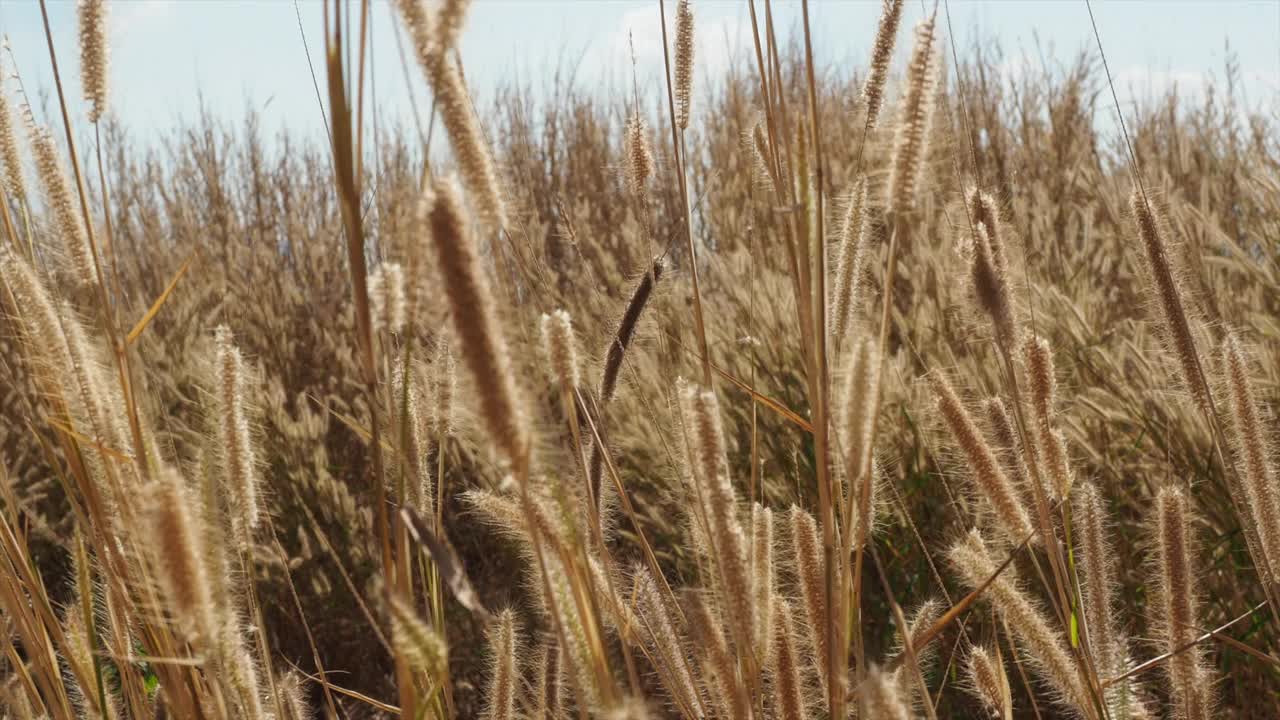 干燥的野草在风中摇摆。视频素材