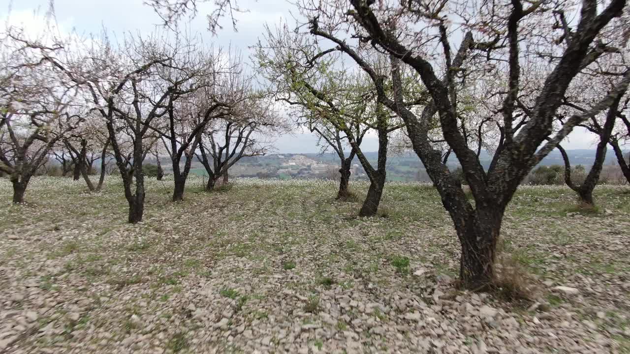 缓慢的无人机在杏树开花视频素材