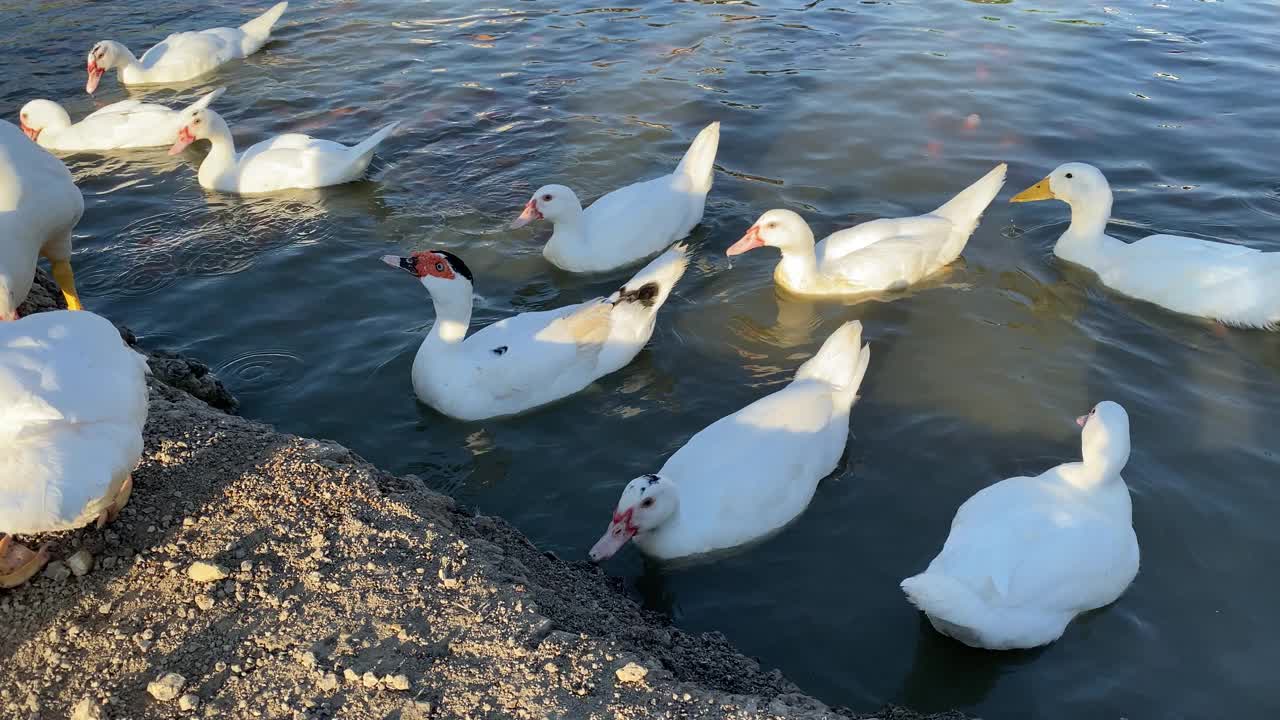 鸭子在湖里视频素材