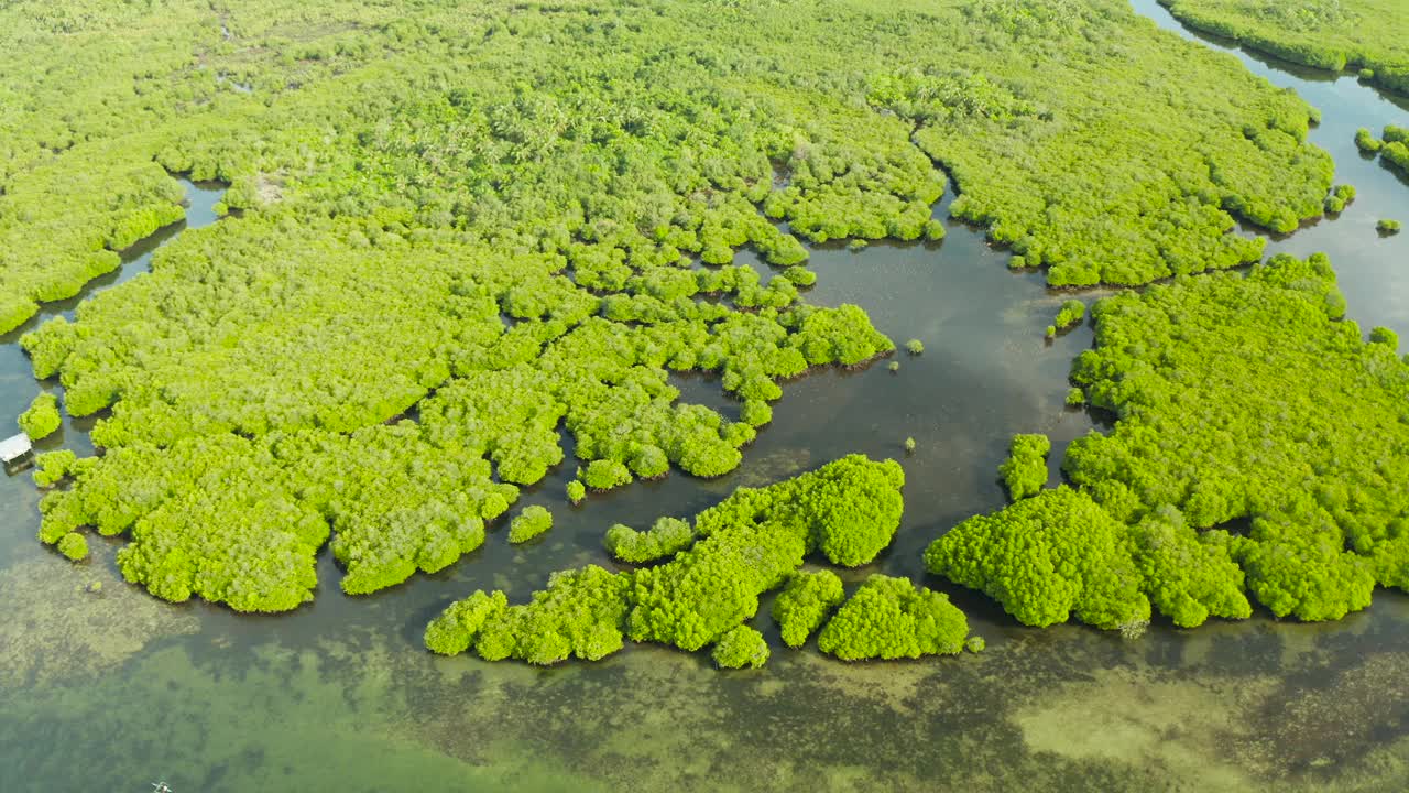 红树林和河流鸟瞰图视频素材