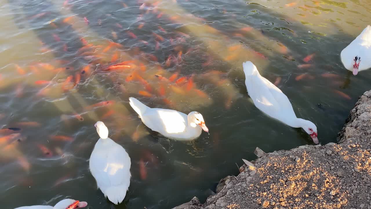 鸭子边吃边走视频素材