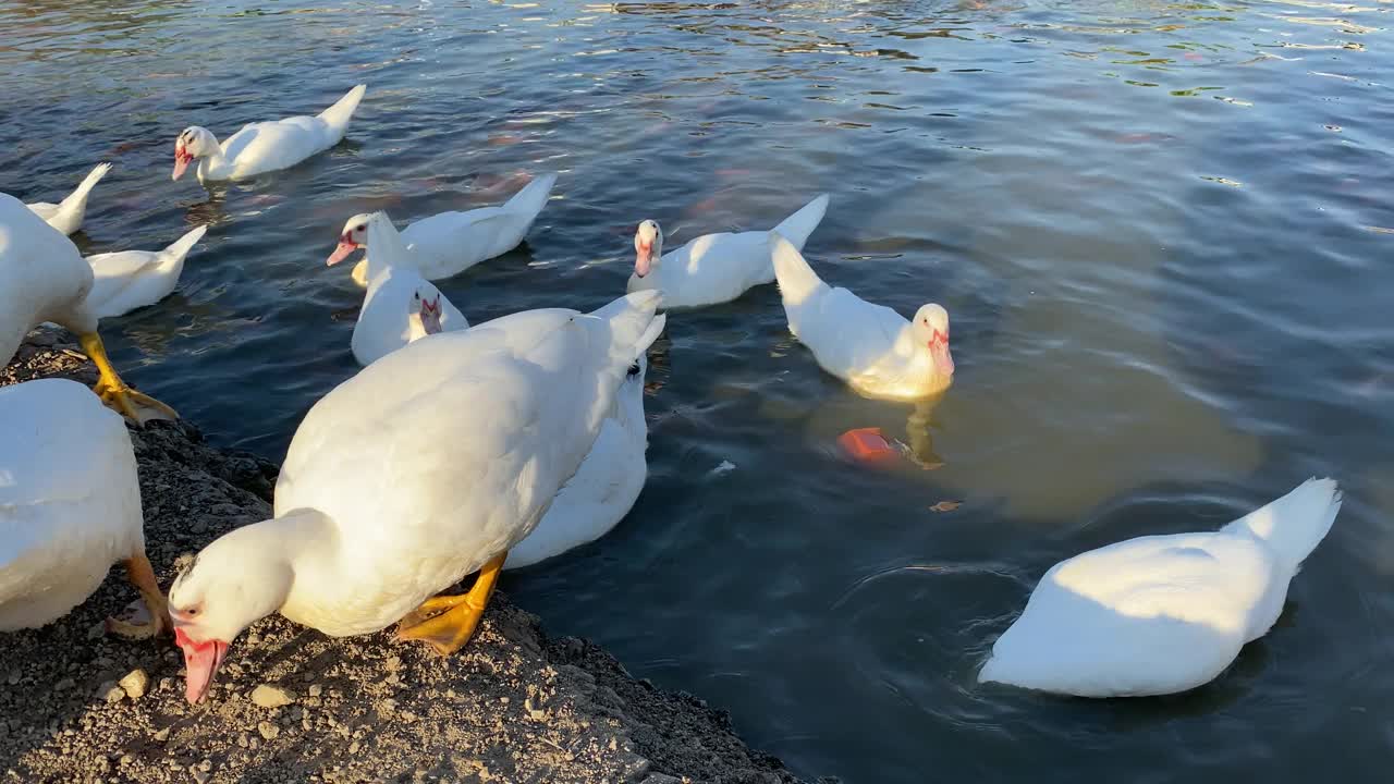 拥挤的鸭子在湖边视频素材