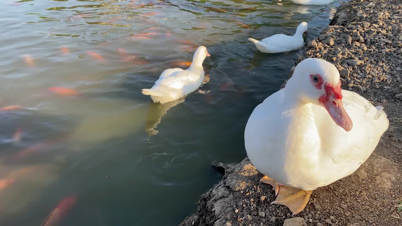 鸭子的饮用水视频素材