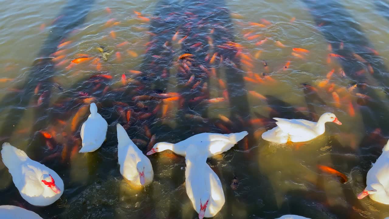 鸭子和红鱼视频素材