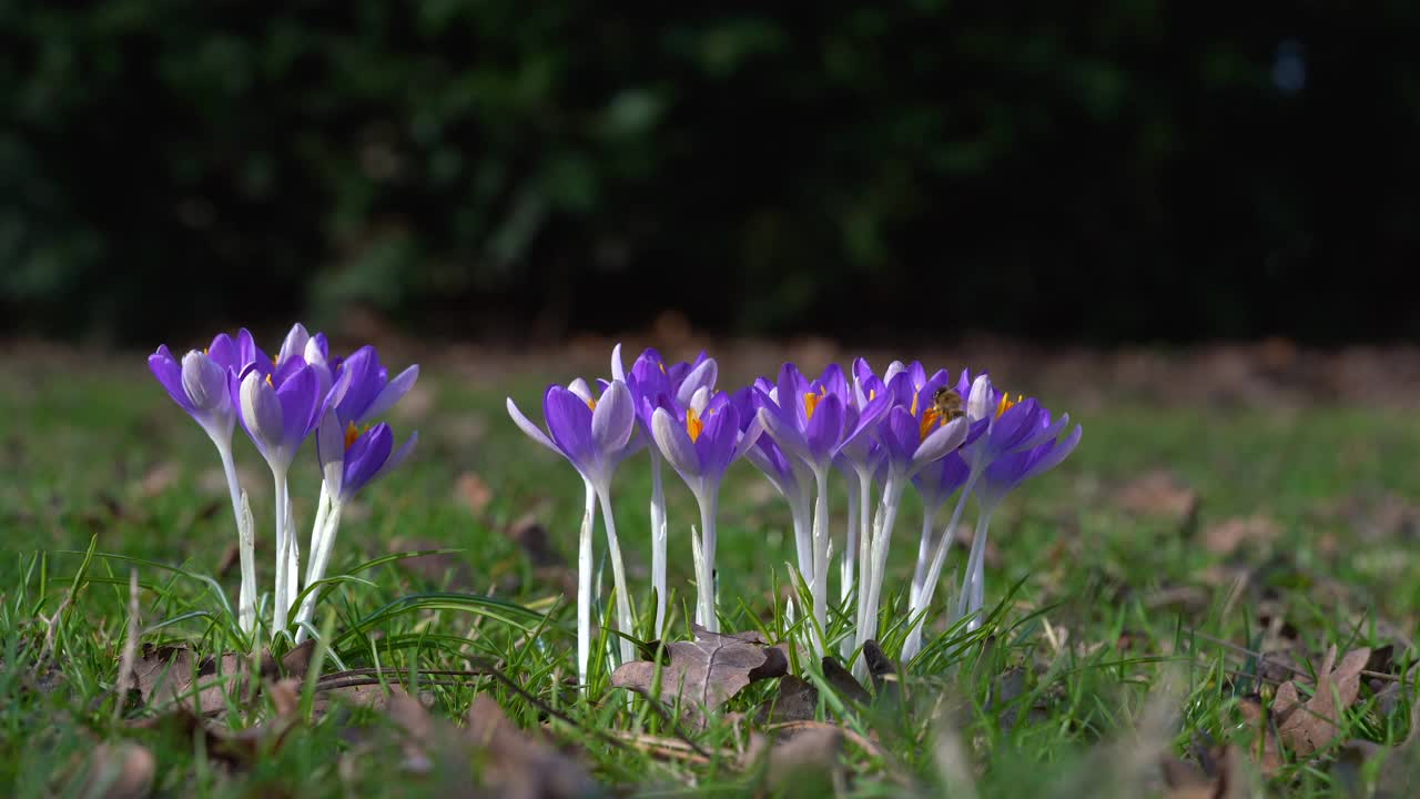 蜜蜂在紫色番红花上采集花蜜。特写镜头。视频素材