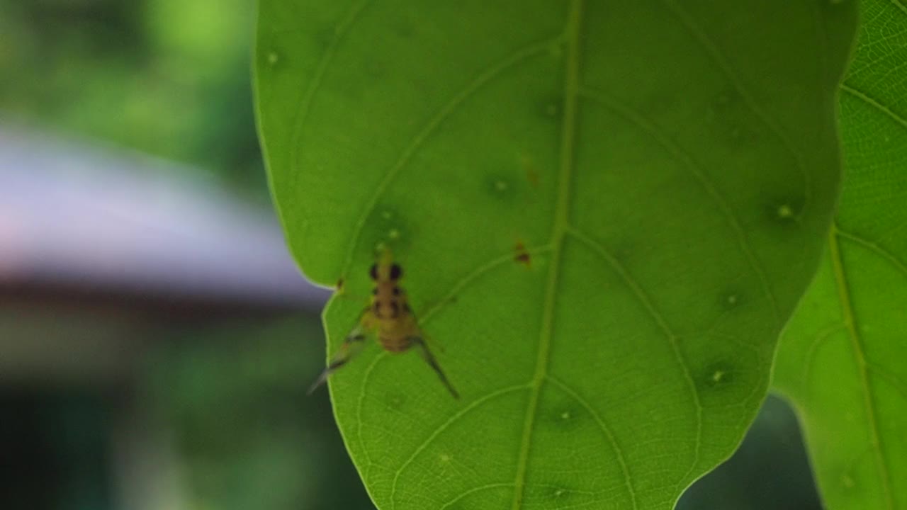 黑腹果蝇视频素材