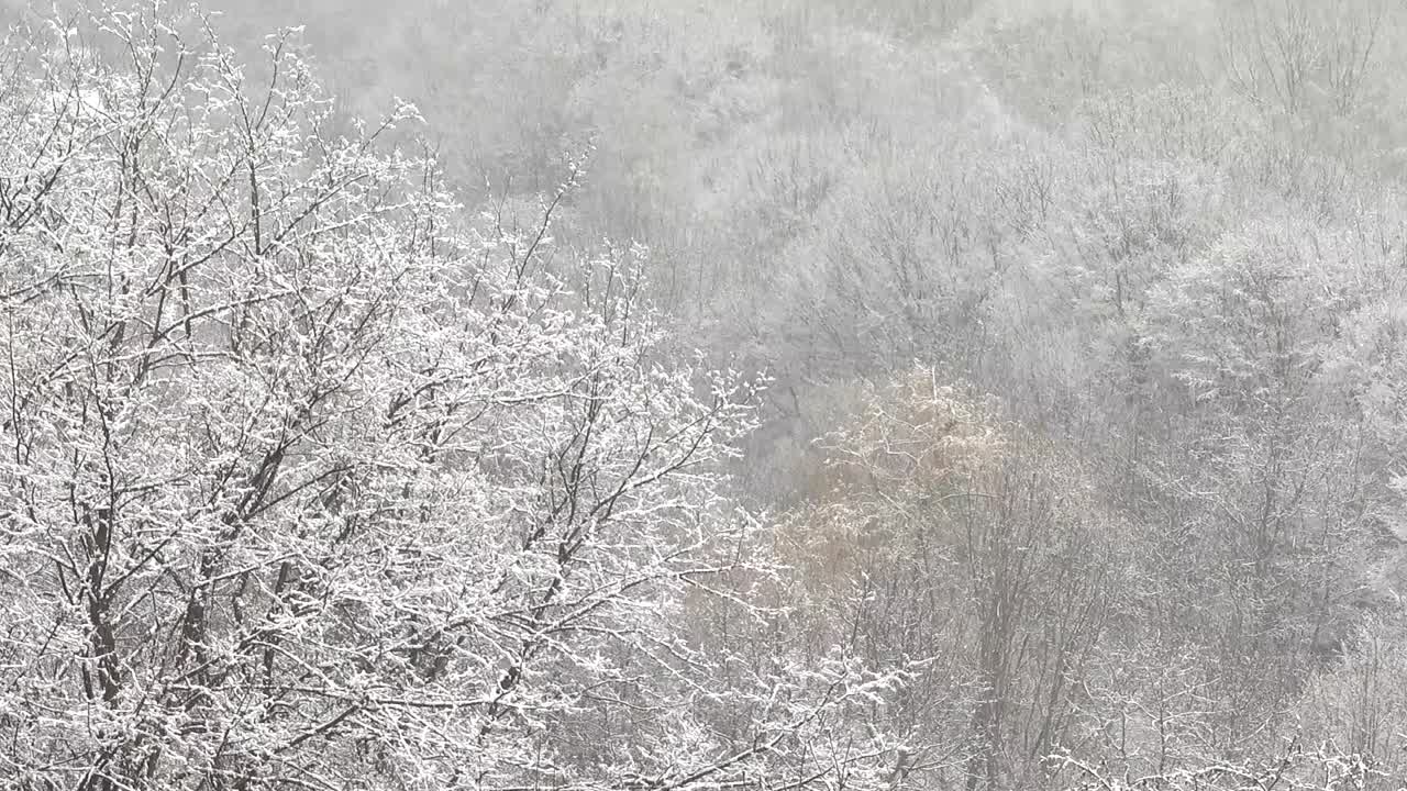 一场暴风雪过后，树木被雪覆盖。视频素材