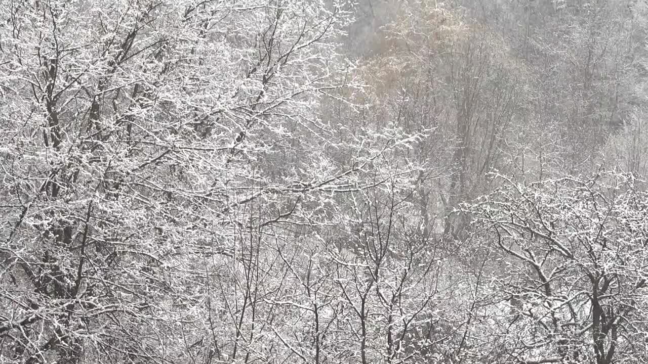 一场暴风雪过后，树木被雪覆盖。视频素材