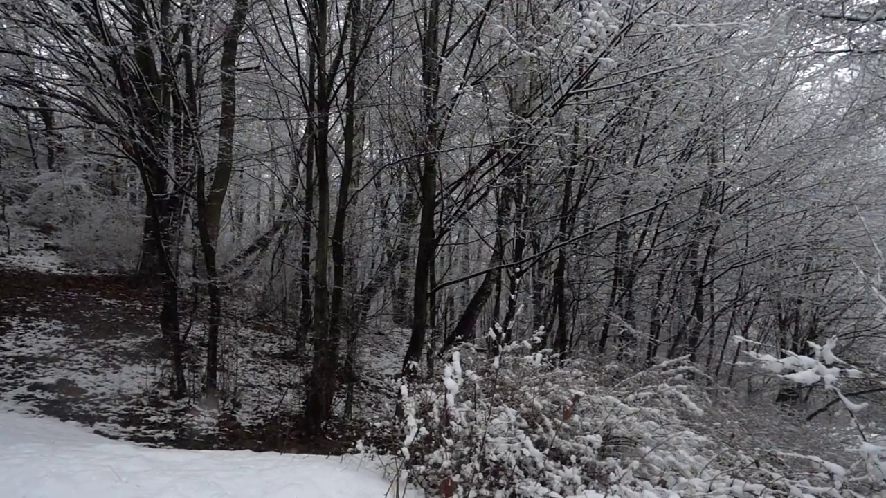 飘落的雪花映衬着树的背景。视频素材