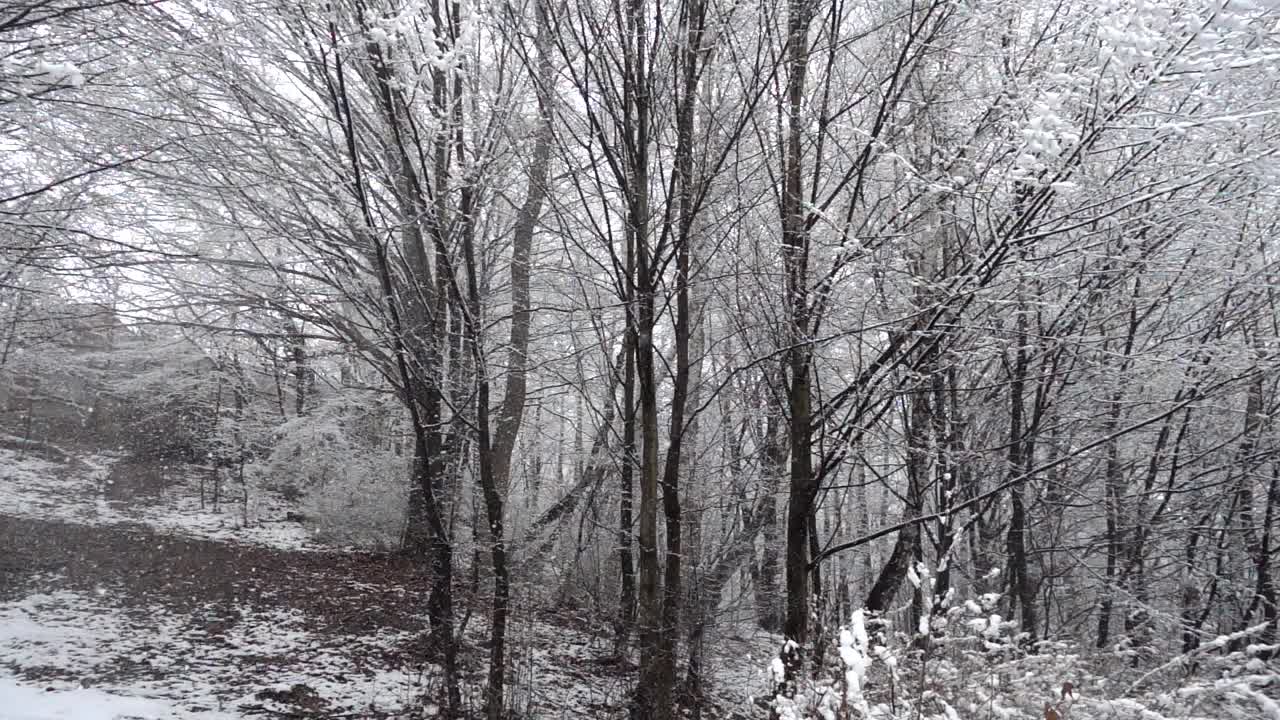 飘落的雪花映衬着树的背景。视频素材