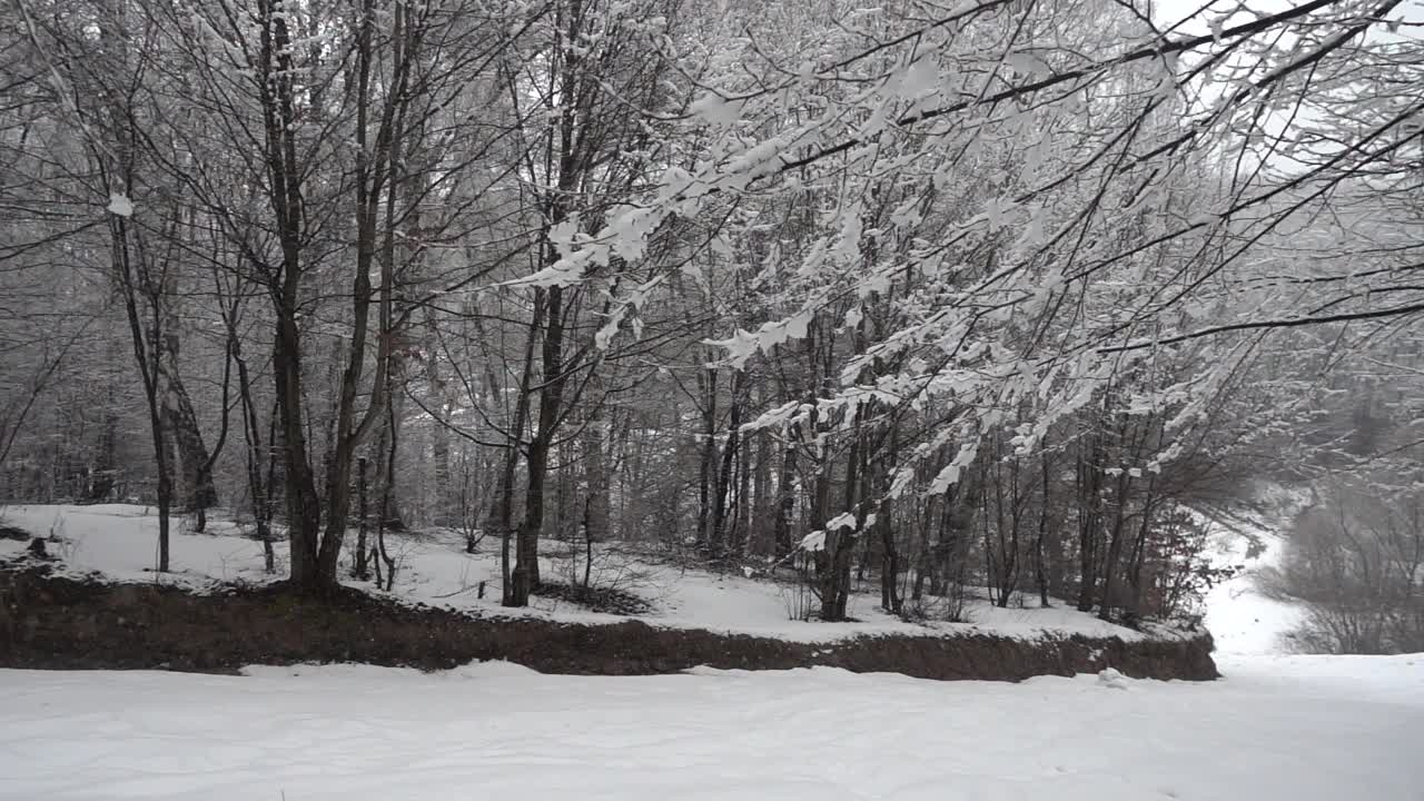 飘落的雪花映衬着树的背景。视频素材