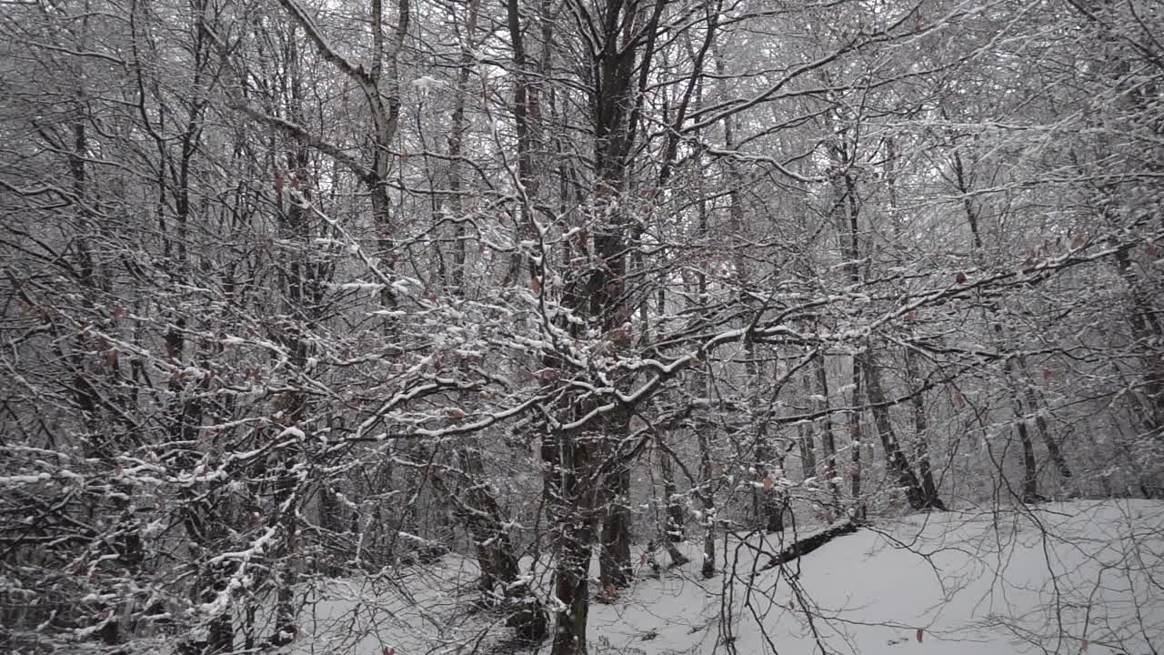 飘落的雪花映衬着树的背景。视频素材