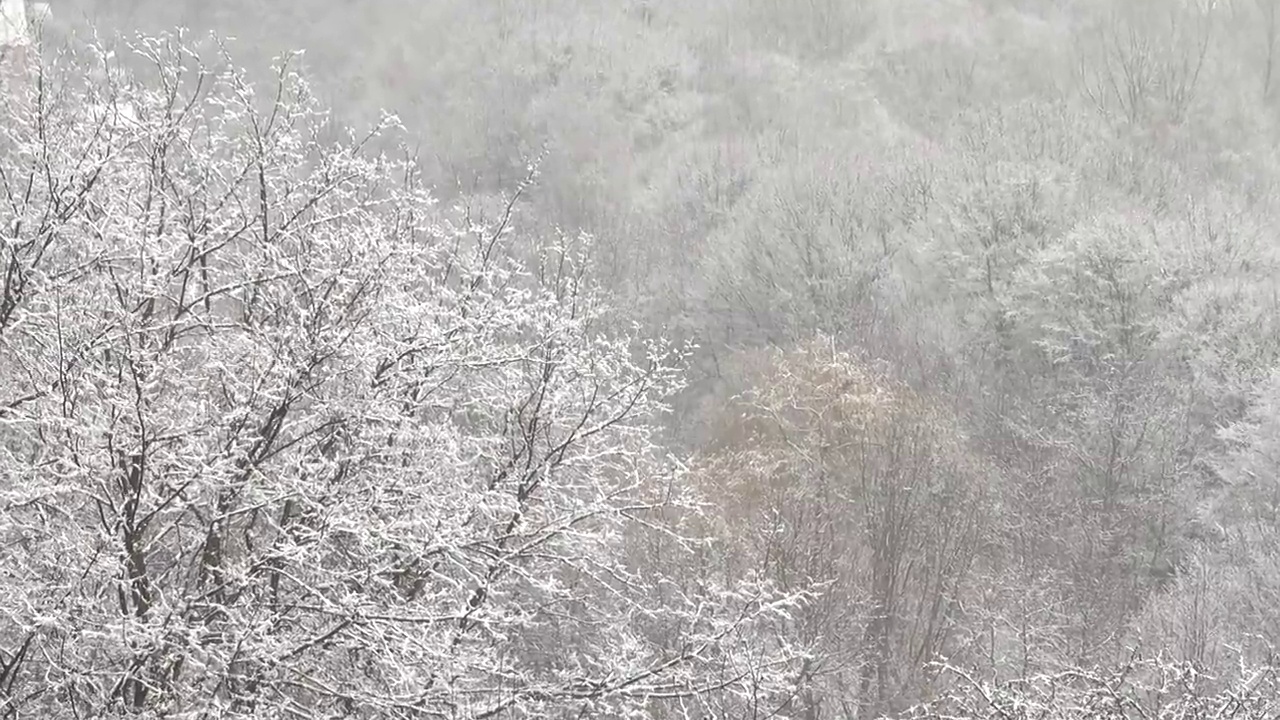 一场暴风雪过后，树木被雪覆盖。视频素材